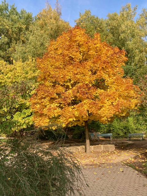 Herbst